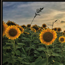 Midwest Livin I 3 Black Framed Print Wall Art