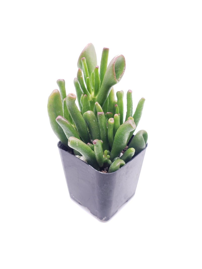 ogre succulent 42 Crassula Ogre Ears