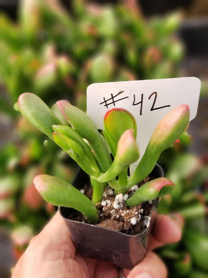 42 Crassula Ogre Ears