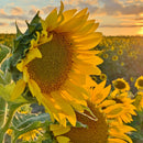 Sunflower Oil | Pack of 20 | 8 oz | Non GMO, Gluten & Nut Free, Vegan | Simply Sunflower