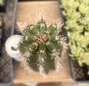 #EC75 EXACT Castellanosia / Browningia Caineana cactus cutting