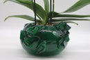 Alicia Green Orchid