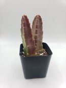 #45 Stapelia rotting corpse flower