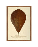 Herbarium XIII