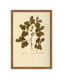 Herbarium XII