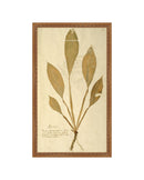 Herbarium XIV