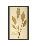 Herbarium XIV