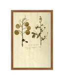 Herbarium X