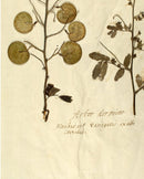 Herbarium X