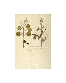 Herbarium X