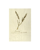 Herbarium VII