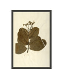 Herbarium IX