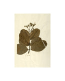 Herbarium IX