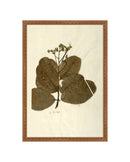 Herbarium IX