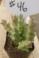 #46 Huernia