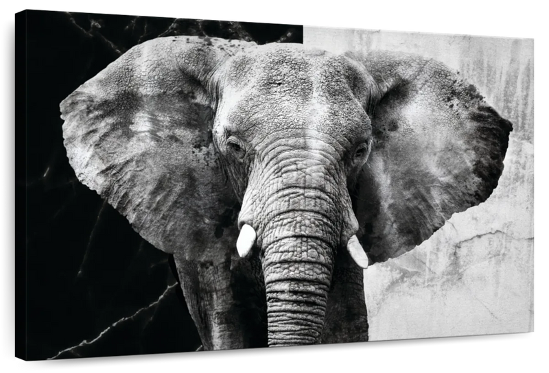 Elephant Black And White Wall Art