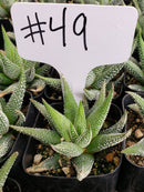 #49 Haworthia Attenuata