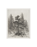 Pine Etching