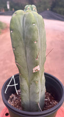 #EC14 Exact Trichocereus Bridgesii "Jiimz Twin Spine" Potted Cactus A-E