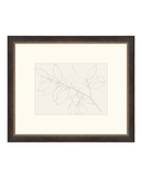 Lemon Branch Drawing