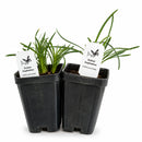 Bird Sanctuary Live Plant Landscape Kit | Prairie Legacy Inc.