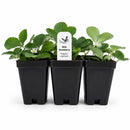 Chic & Shady Live Plant Landscape Kit | Prairie Legacy Inc.