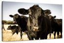 Black Angus Cattle Wall Art