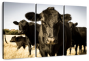 Black Angus Cattle Wall Art
