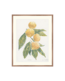 Mandarin
