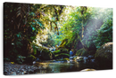 Forest In Panama Wall Art