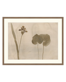 Botanical Thoughts II