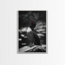 Loon Call, Singing Bird, Red Beak, Monochrome Framed Canvas Print, Wildlife Wall Decor, Bird Lover Wall Art, Rustic Cabin Accent