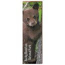 Black Bear Cub, Rocky Mountain National Park, Wooden Sign | Wall Art Print on Real Wood 