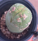 #EC21 EXACT Trichocereus Bridgesii Monstrose TBM Long Form penis Cactus 7.5”