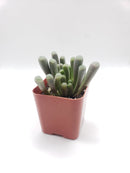 #54 Fenestraria Rhopalophylla "Baby Toes"