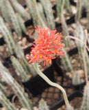 #57 Senecio Stapeliaeformis Pickle Plant 2"