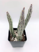 #57 Senecio Stapeliaeformis Pickle Plant 2"