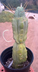 #EC14 Exact Trichocereus Bridgesii "Jiimz Twin Spine" Potted Cactus A-E