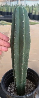 #EC216 Exact Trichocereus Hybrid Scop Ripple X Scop Kesey Cactus 14”