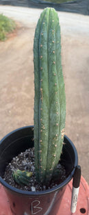 #EC98 EXACT Trichocereus Pachanoi Variegated cactus "China Gold"