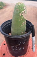#EC21 EXACT Trichocereus Bridgesii Monstrose TBM Long Form penis Cactus 7.5”