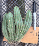 #EC260 EXACT Trichocereus Pachanoi Variegated & Crested Cactus BareRoot