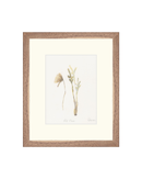 Wild Flowers II