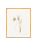 Wild Flowers II