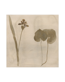 Botanical Thoughts II