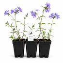 Chic & Shady Live Plant Landscape Kit | Prairie Legacy Inc.