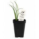 Bird Sanctuary Live Plant Landscape Kit | Prairie Legacy Inc.