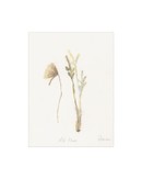 Wild Flowers II