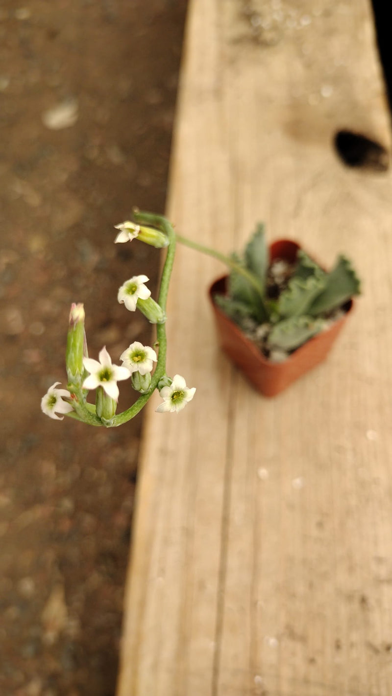 succulent key lime pie 6 Adromischus Cristatus Key Lime Pie