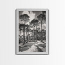 Forest Shadows, Tall Pines, Natural Light, Framed Canvas Print, woodland landscape, rustic cabin decor, autumn forest art